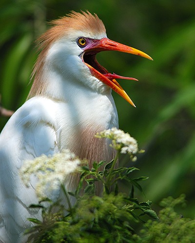 Cattle Egret Yawning