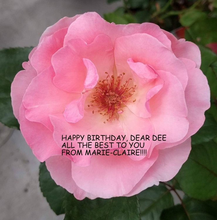 BELATED HAPPY BIRTHDAY, DEAR DEE
