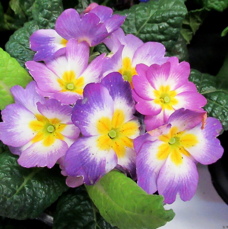 PRIMEROSES