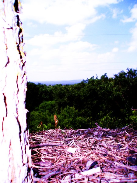 Looking Over San Antonio's Hill Country