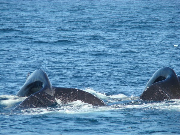 Humpbacks