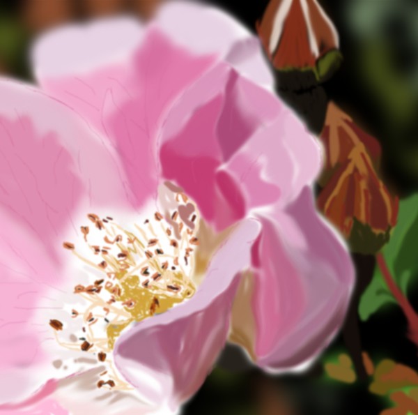 PinkRose