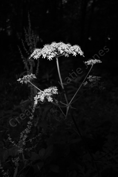 A Bleak Exquisiteness
