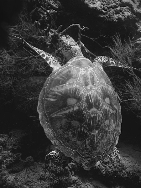Turtle Ballet