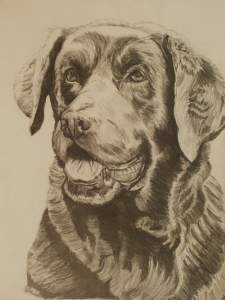 Labrador