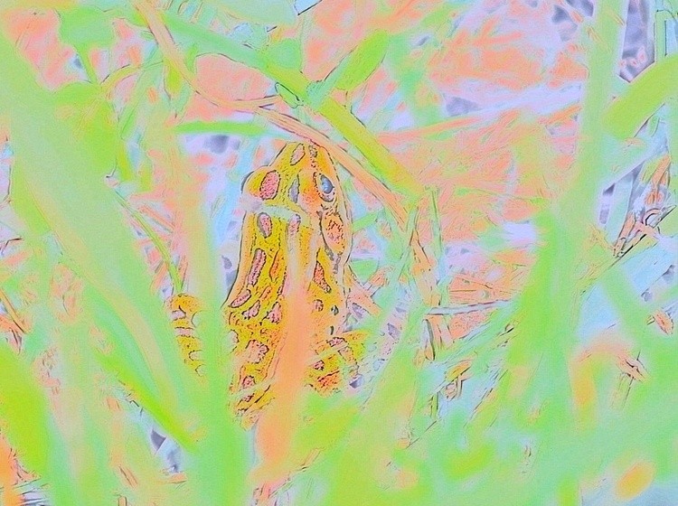 Frog