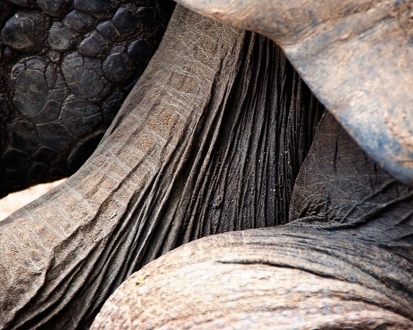 Giant Tortoise