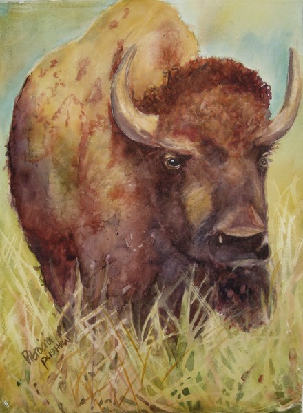 bison