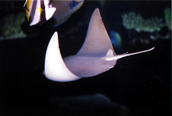 Ray