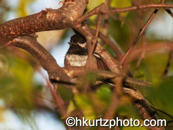 Chickadee