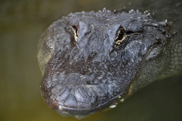 Alligator lurking