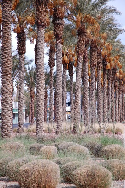 Las Vegas fig trees