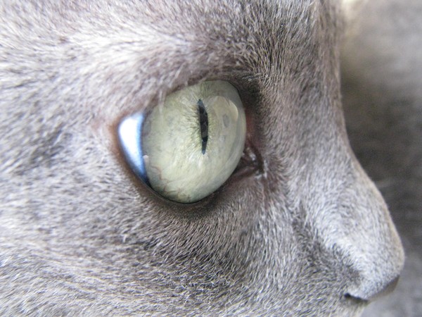 Stare