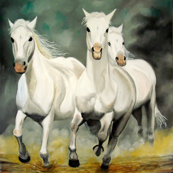 3 horses in the Camargue