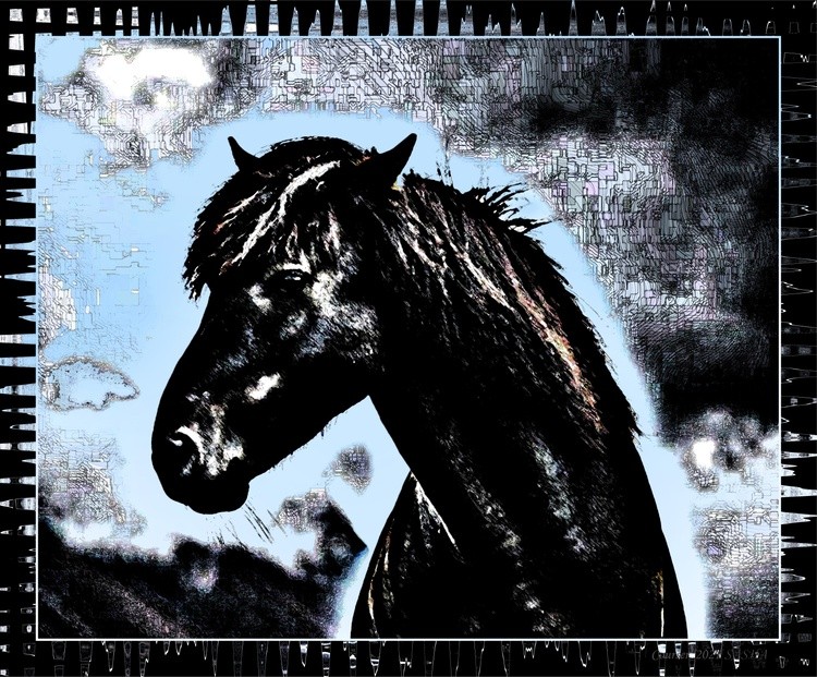Courser