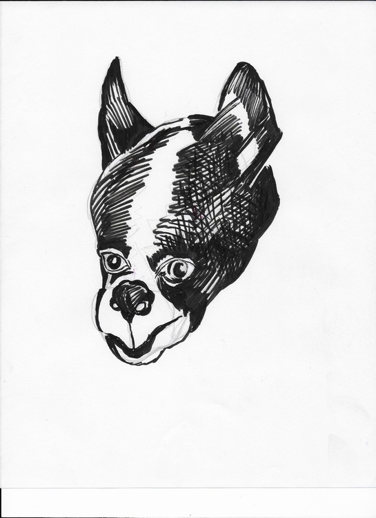 dog