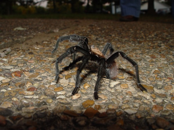 Arachnophobia x 2