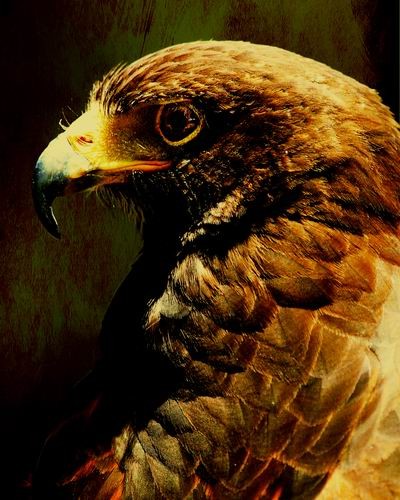 Portrait of a Hawk