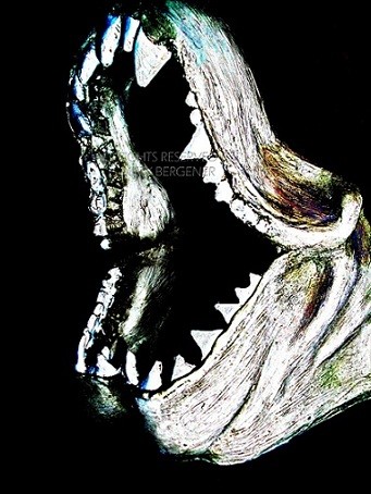 Teeth