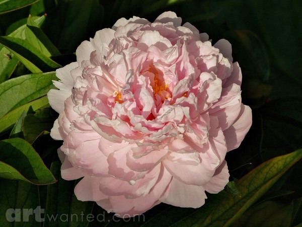PINK LOVELY