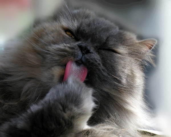 Queen Kitty's Bathtime