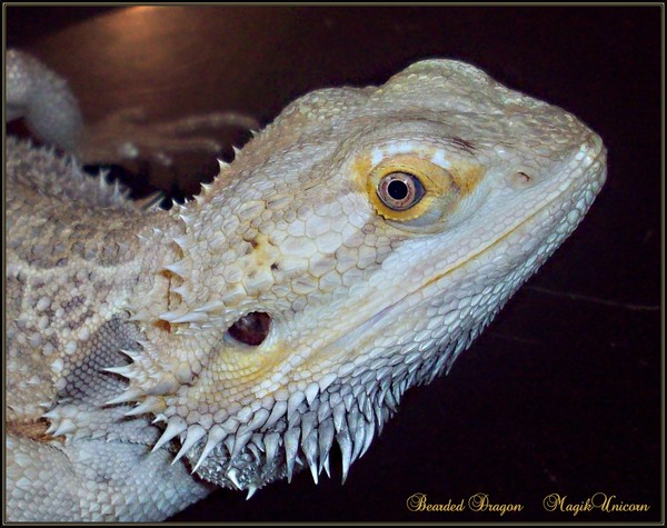Bearded Dragon-2