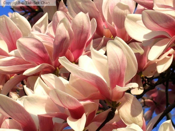 Saucer Magnolia (Magnolia x soulangiana) 2013
