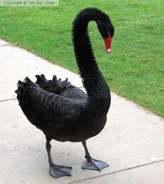 Black Swan (Cygnus atratus), Puerto Rico