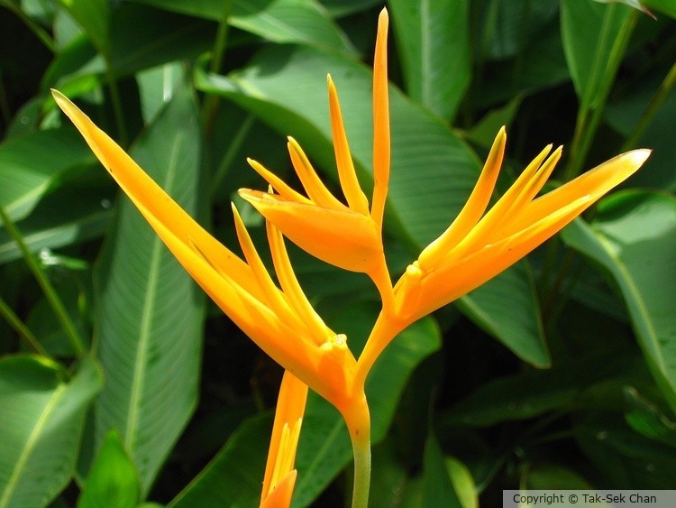 Bird-Of-Paradise Flower (Strelitzia reginae)