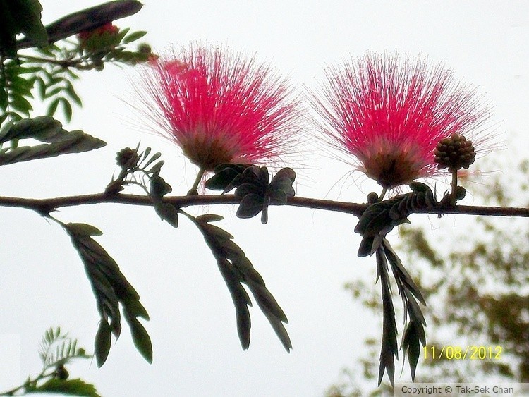 Red Powder Puff (Calliandra haematocephala) 11-08-2012