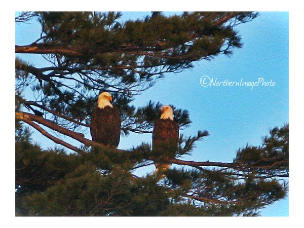 Eagles