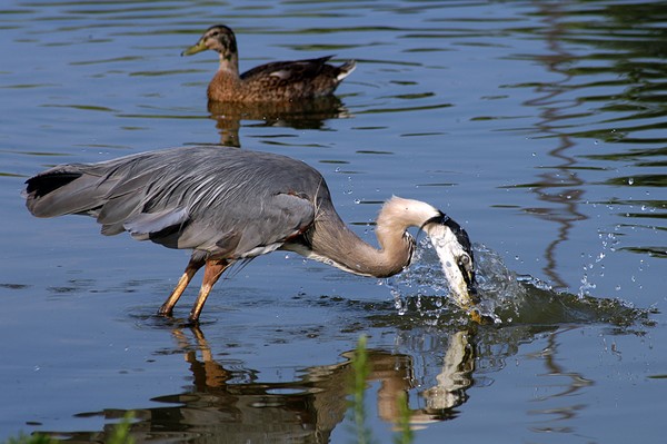 Fishing