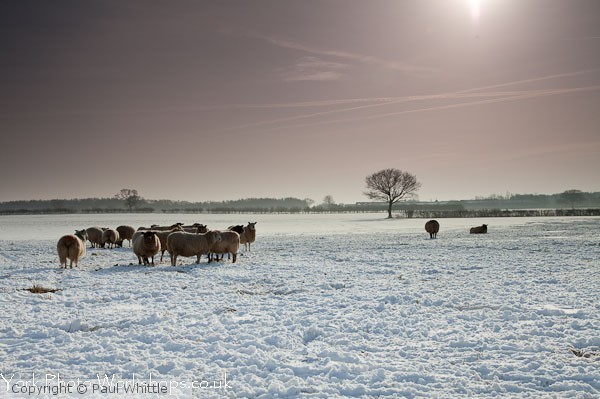 Snowy Sheep
