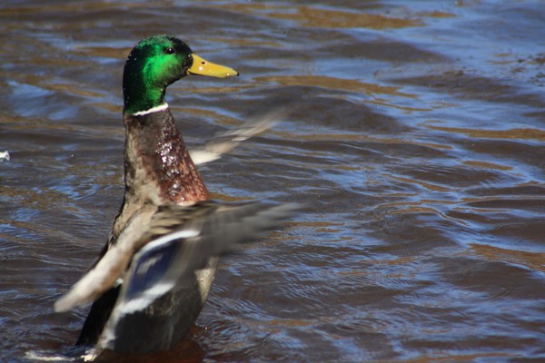 Male mallard duck
