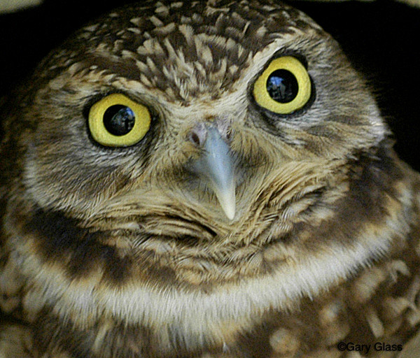 Eye See You