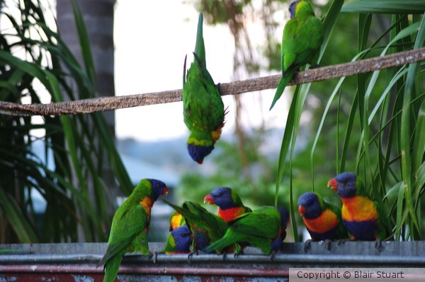Lorikeets feeding