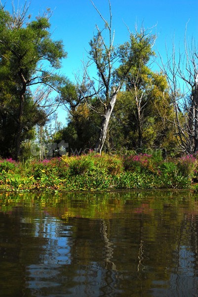 Late Summer on Round Lake I