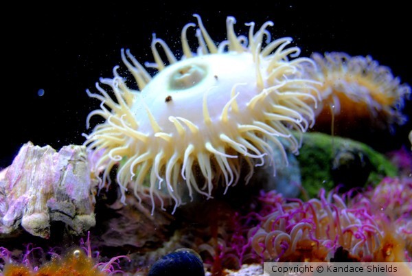 Neon Sea Urchin