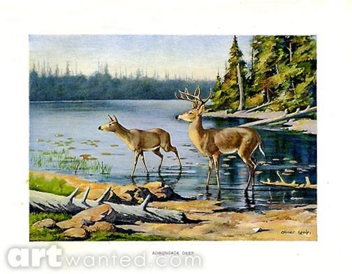 Deer