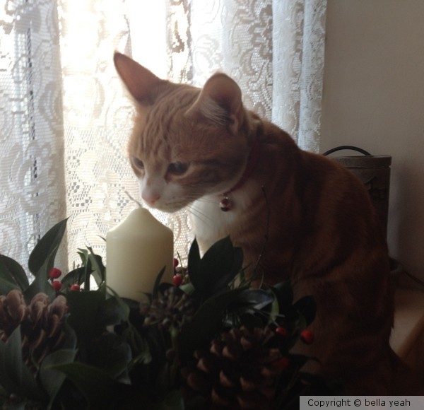 orion's first christmas