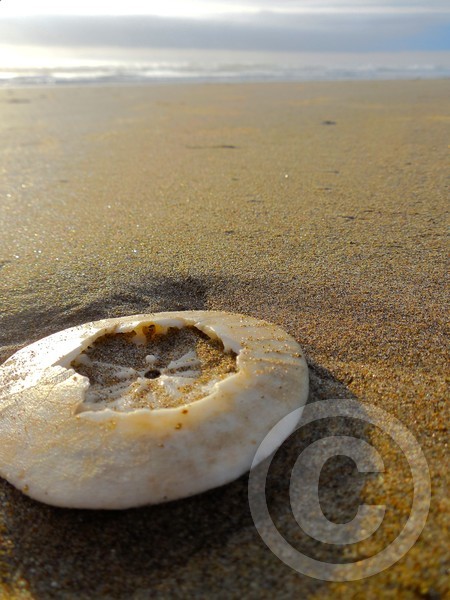 A Dollar In the Sand