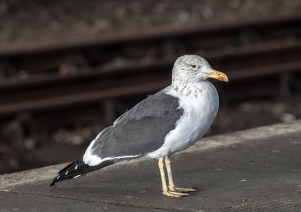 Gull
