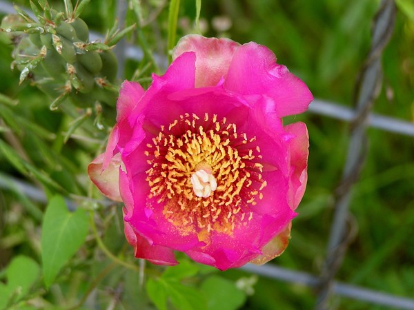 Cactus Flower