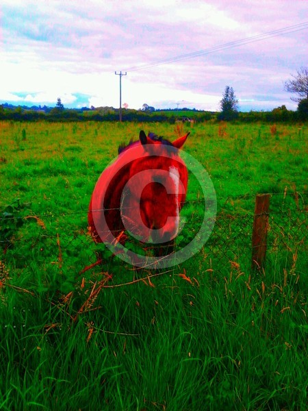 red horse