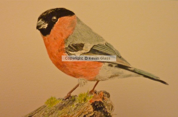 Bullfinch