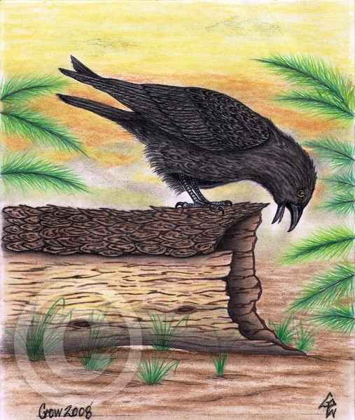 The Curious Crow Original Art Drawing