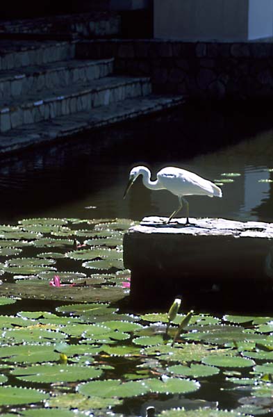 Egret