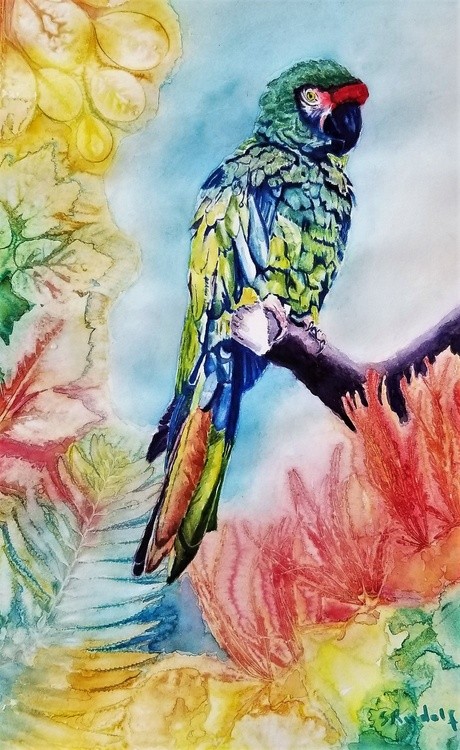 A Proud Military Macaw