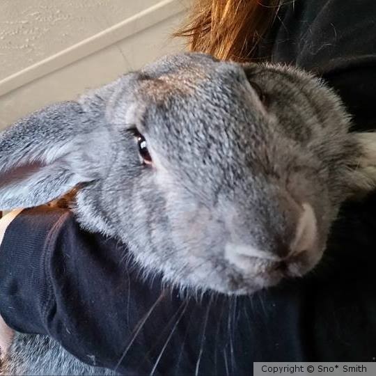 Big Bunny