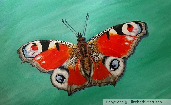 Peacock Butterfly